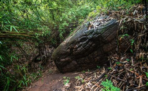 cave in thailand that looks like a snake|Is This Giant Snake Rock in Thailand an Actual。